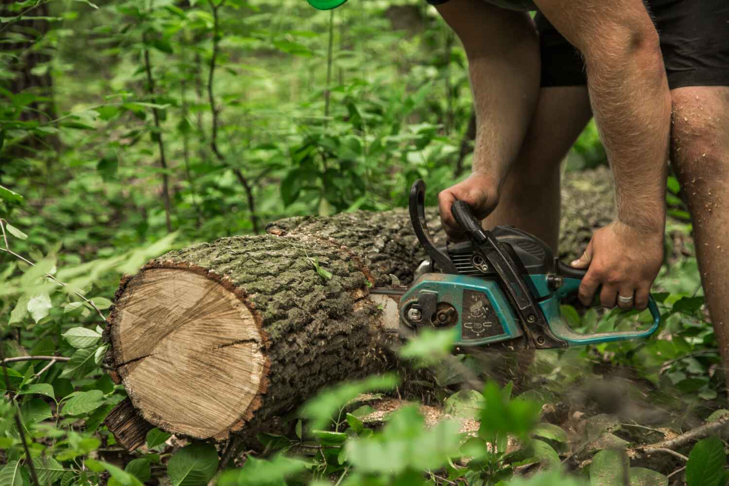 Tree Removal for Businesses in Sappington, MO